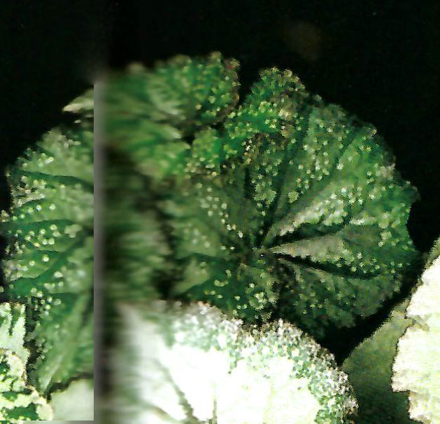 B. ‘Ishidatami’
